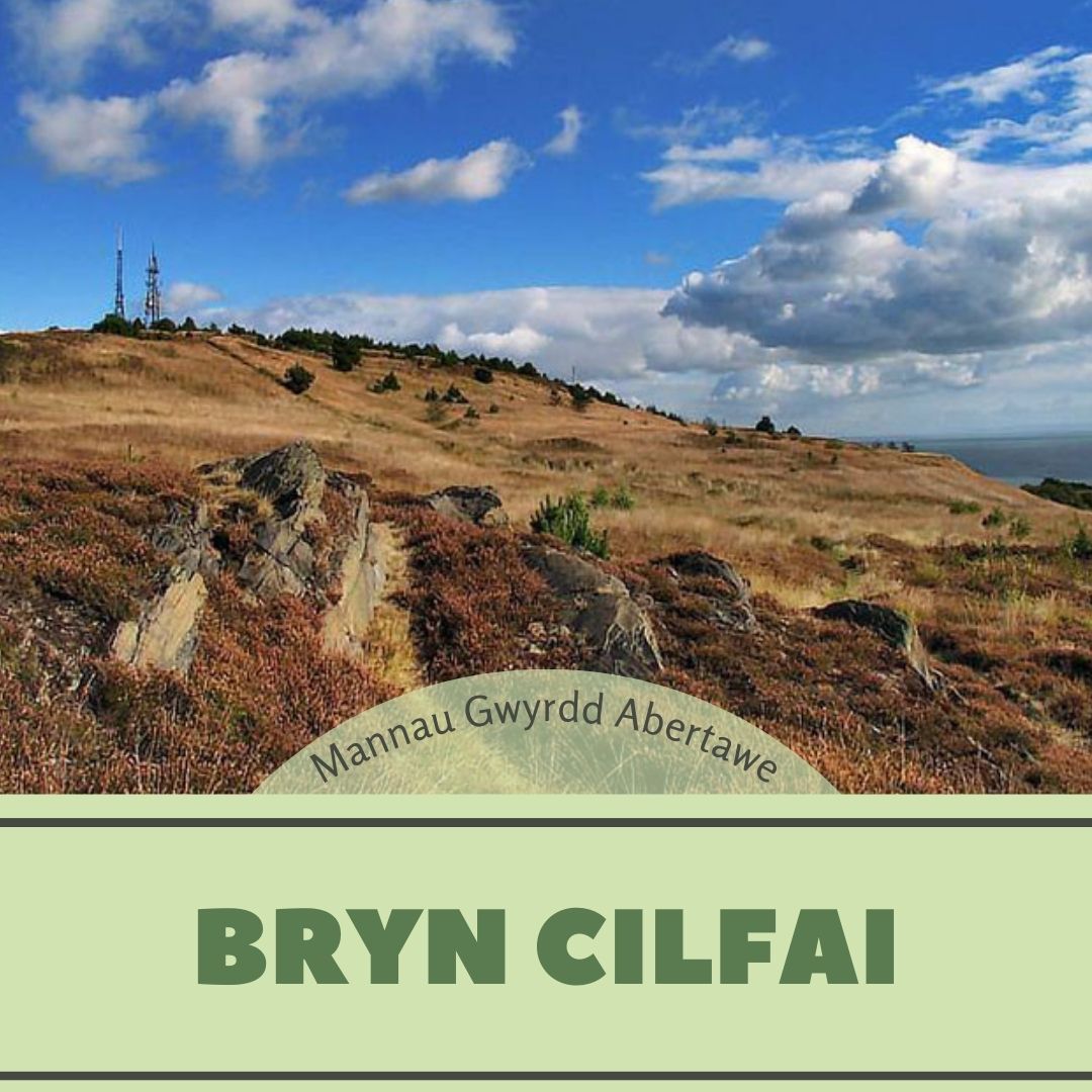 bryn cilfai